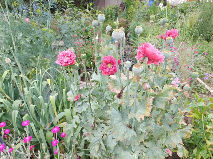  - Flori de gradină-2024