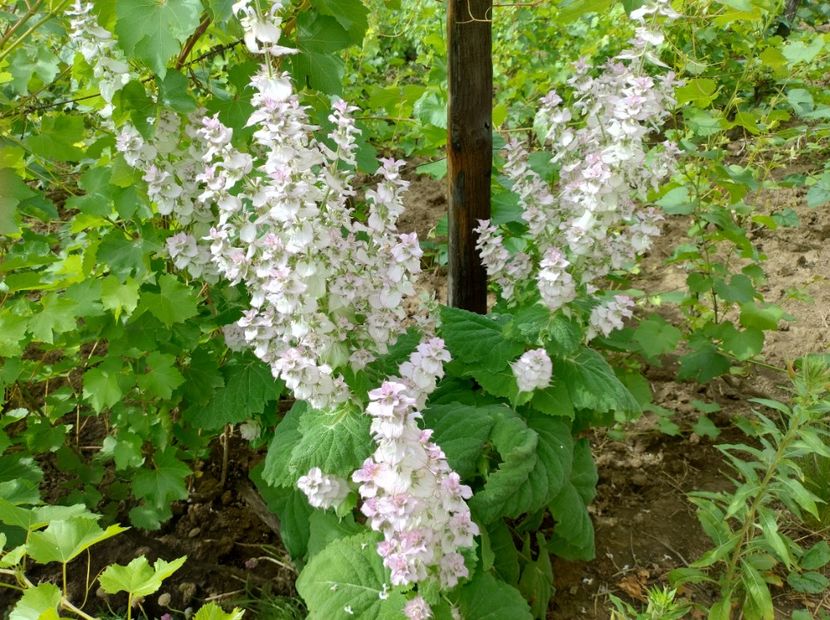  - Flori de gradină-2024