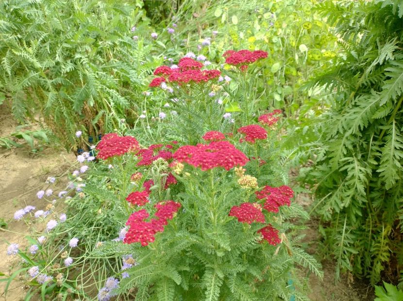  - Flori de gradină-2024