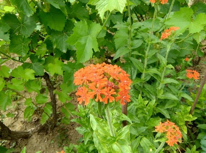  - Flori de gradină-2024