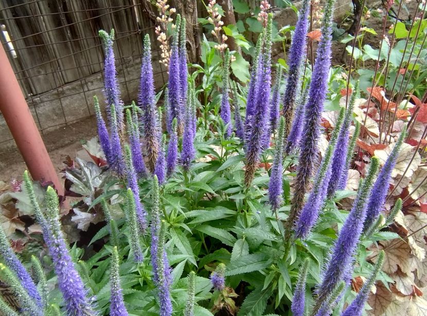  - Flori de gradină-2024