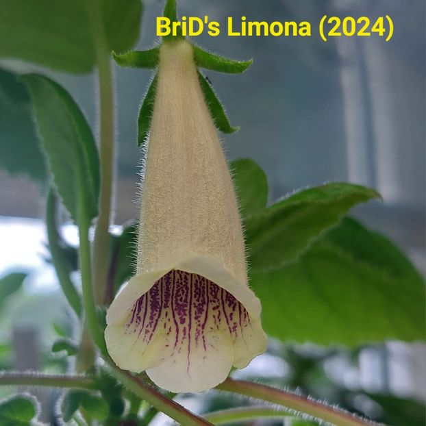 Img.2024.06.06 - Sinningia din semințe hibrizi Dna Dietze 2024