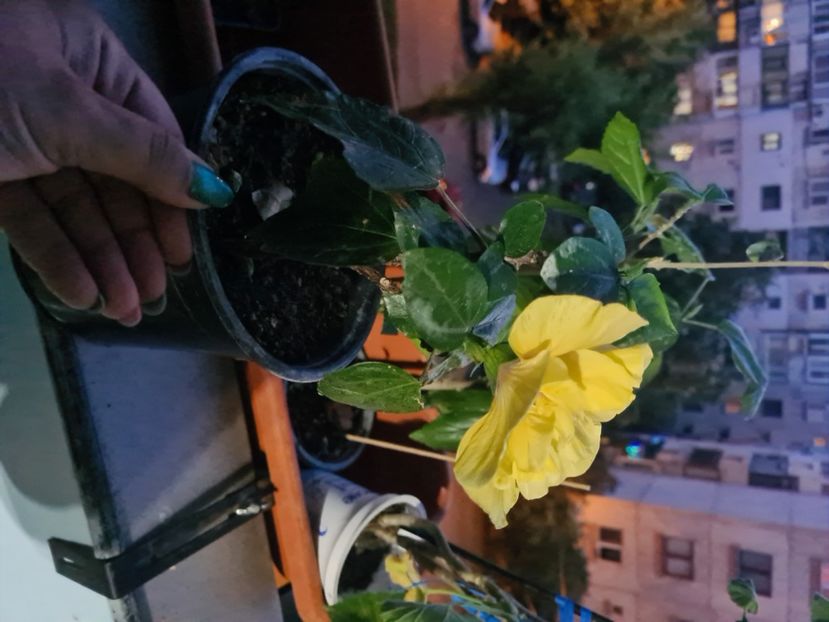  - Hibiscusi mai și iunie 2024