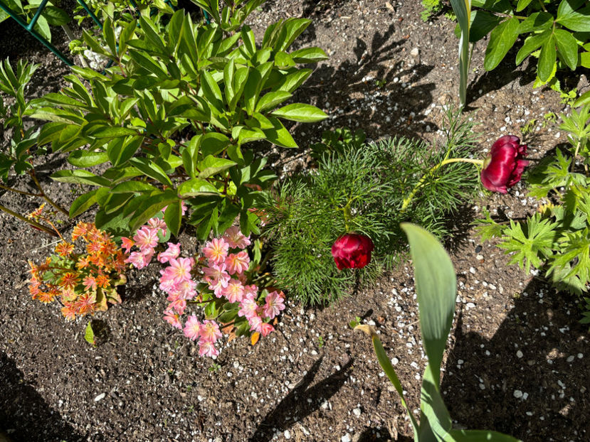  - Jurnalul gradinii 2024