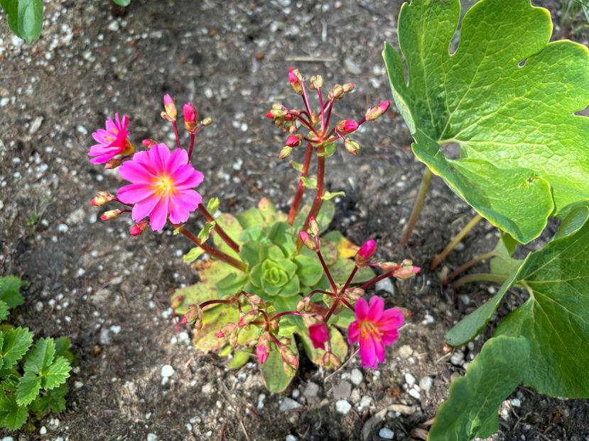  - Jurnalul gradinii 2024