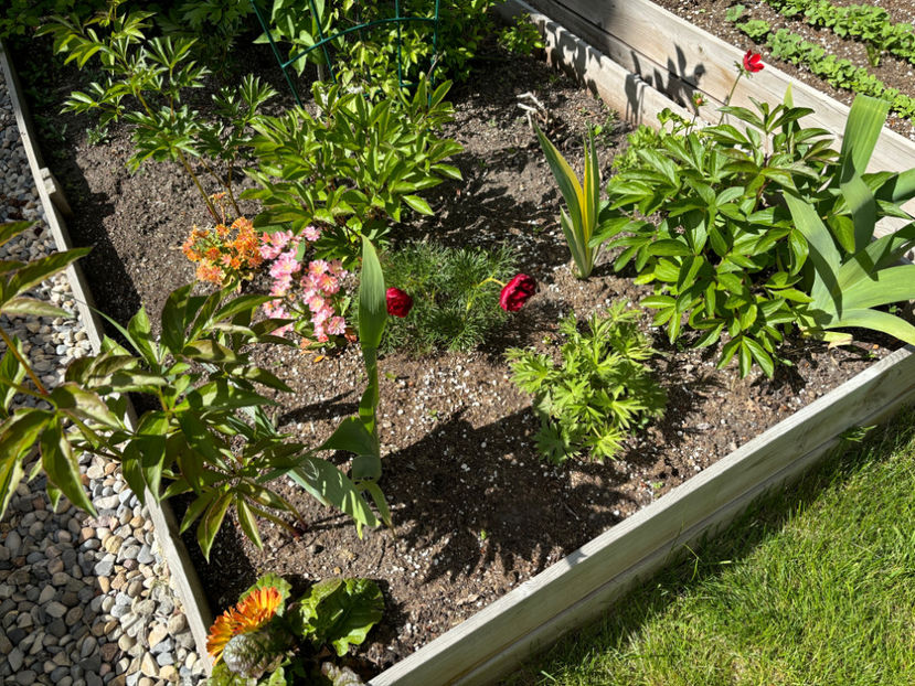  - Jurnalul gradinii 2024