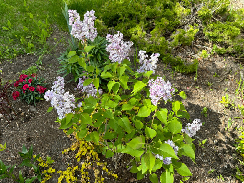  - Jurnalul gradinii 2024