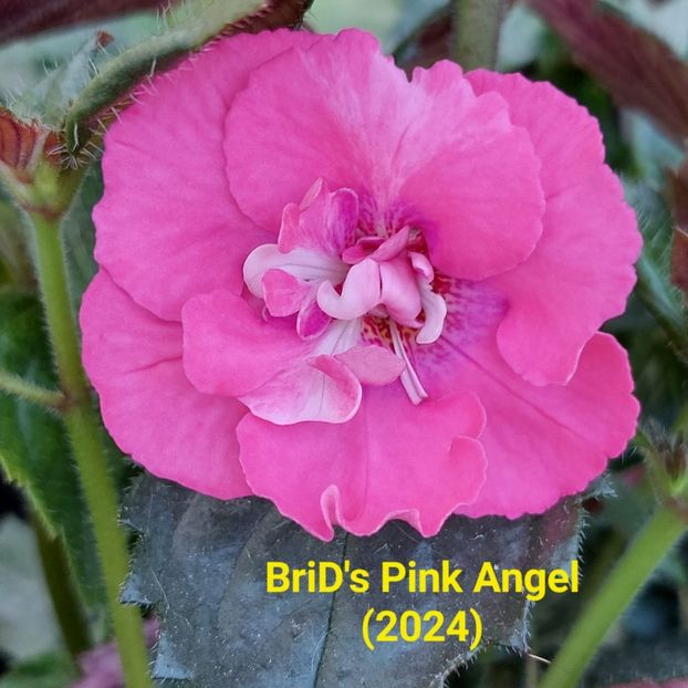 Img.2024.06.06 - Achi din semințe BriDs 2024