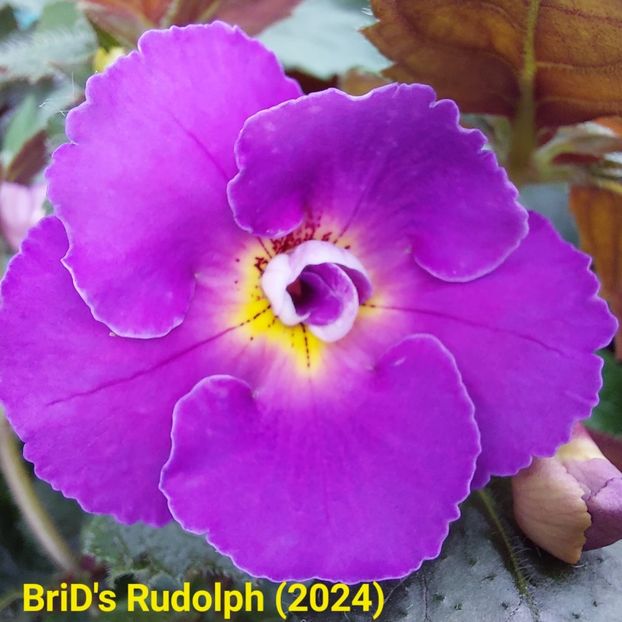 Img.2024.06.07 - Achi din semințe BriDs 2024