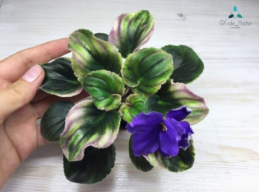 Foto net - Violeta OS-Infant