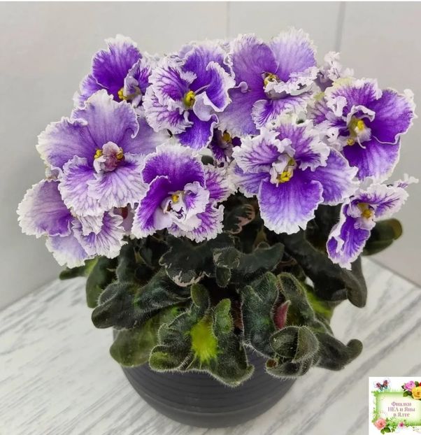 Foto net - Violeta N-Tet-a-Tet