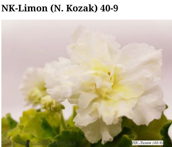 Foto net - Violeta NK-Limon