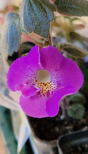  - Brid s Sommerregen