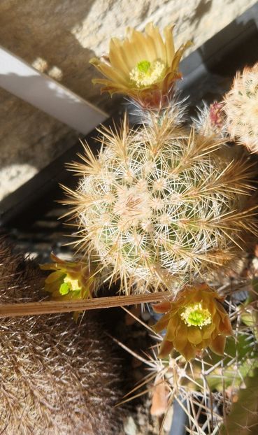  - Echinocereus