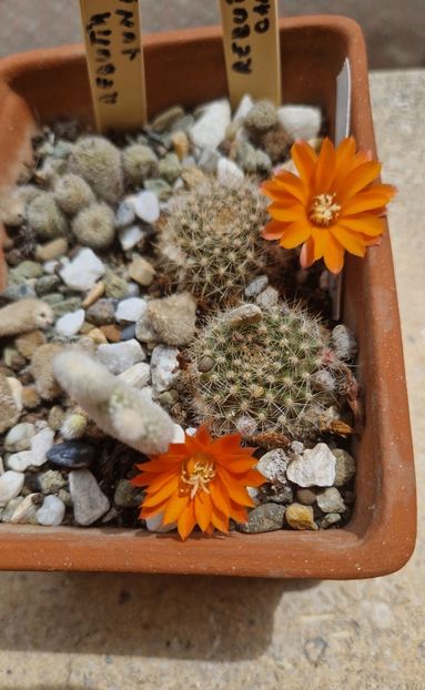 2024 - Rebutia