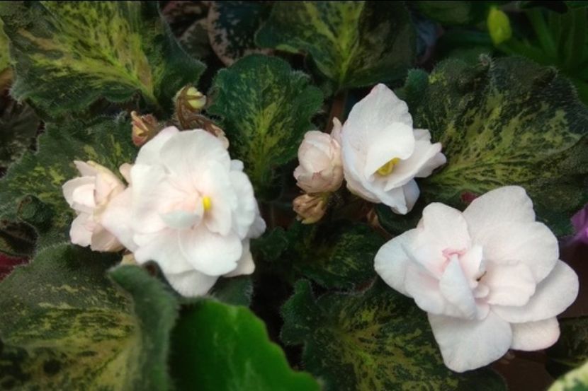 Foto net - Violeta SV Gorod Verona