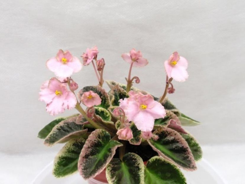 Foto net - Violeta Rob s Copper Cat