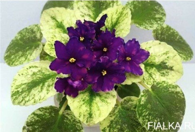 Foto net - Violeta SV Gorod Sevastopoljv