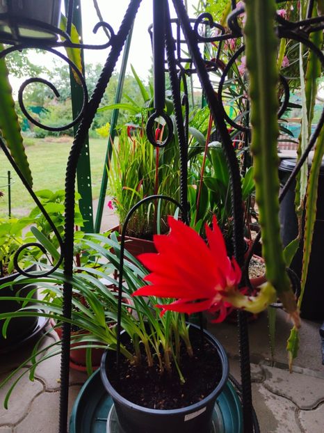 Epiphyllum hybr. - Gradina si terasa PrimaLuce__11-Hello 2024