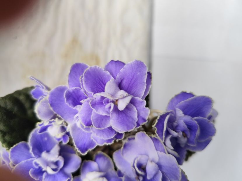 7 iunie 2024 - Sansoucy Coco