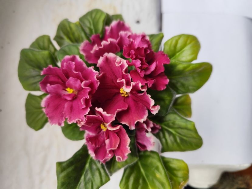  - EK Krasavica Moskvy