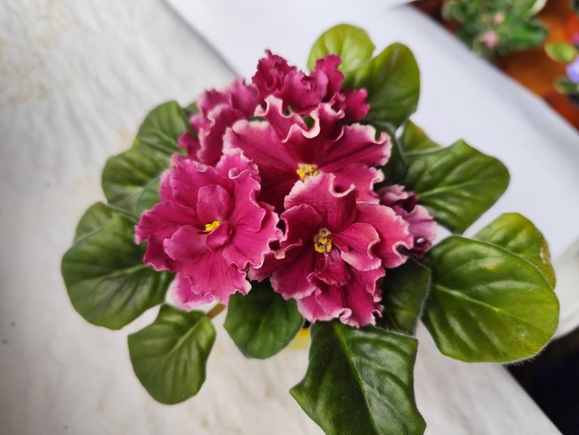  - EK Krasavica Moskvy