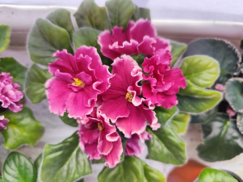 7 iunie 2024 - EK Krasavica Moskvy