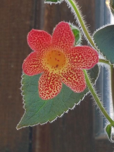 Cybelle - KOHLERIA 2024