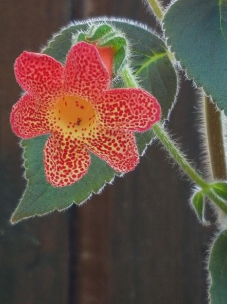 Cybelle - KOHLERIA 2024