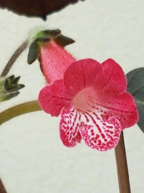 Ruby Red - KOHLERIA 2024