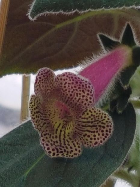 Ni,s Claire - KOHLERIA 2024