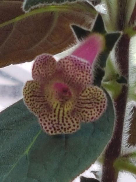 Ni,s Claire - KOHLERIA 2024