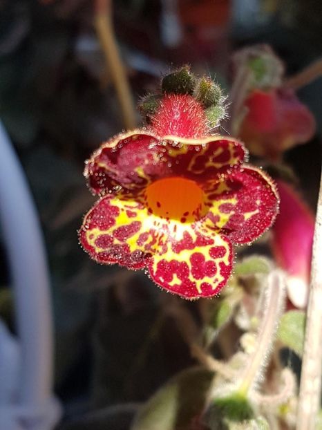 Multiflora - KOHLERIA 2024