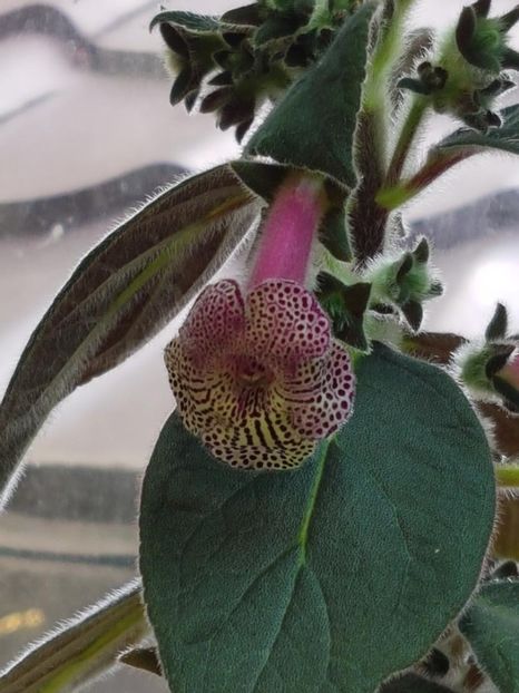 Ni,s Claire - KOHLERIA 2024