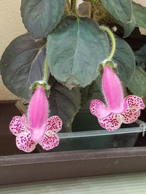 Marta - KOHLERIA 2024