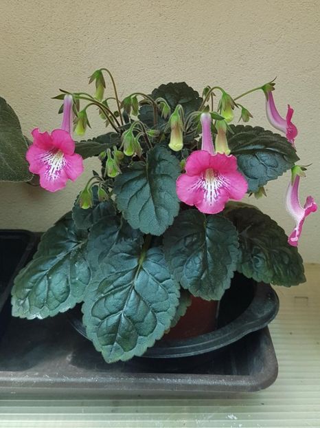 Minisinningia - KOHLERIA 2024