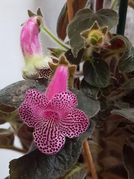 Ni,s Claire - KOHLERIA 2024