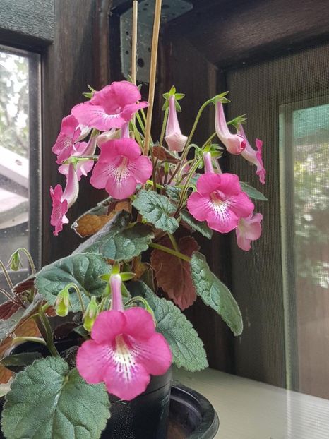 Minisinningia - KOHLERIA 2024