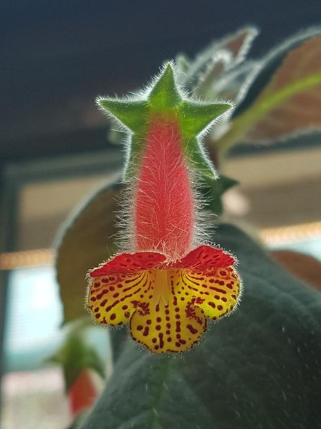 Bogotensis - KOHLERIA 2024