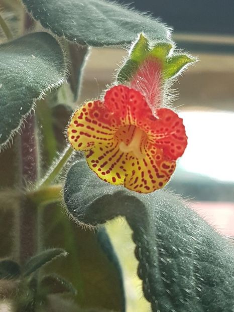 Bogotensis - KOHLERIA 2024