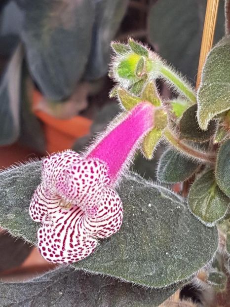 Ni s Claire - KOHLERIA 2024