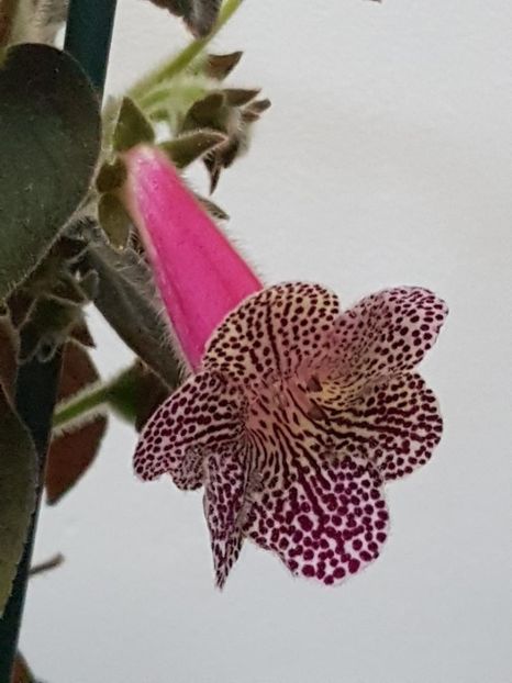 Ni,s Claire - KOHLERIA 2024