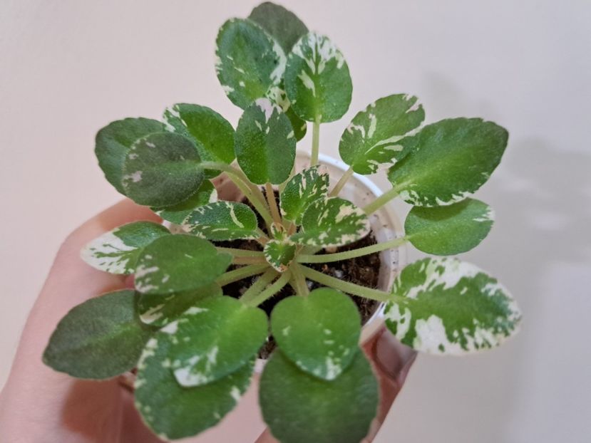  - Violete frunze si rozete