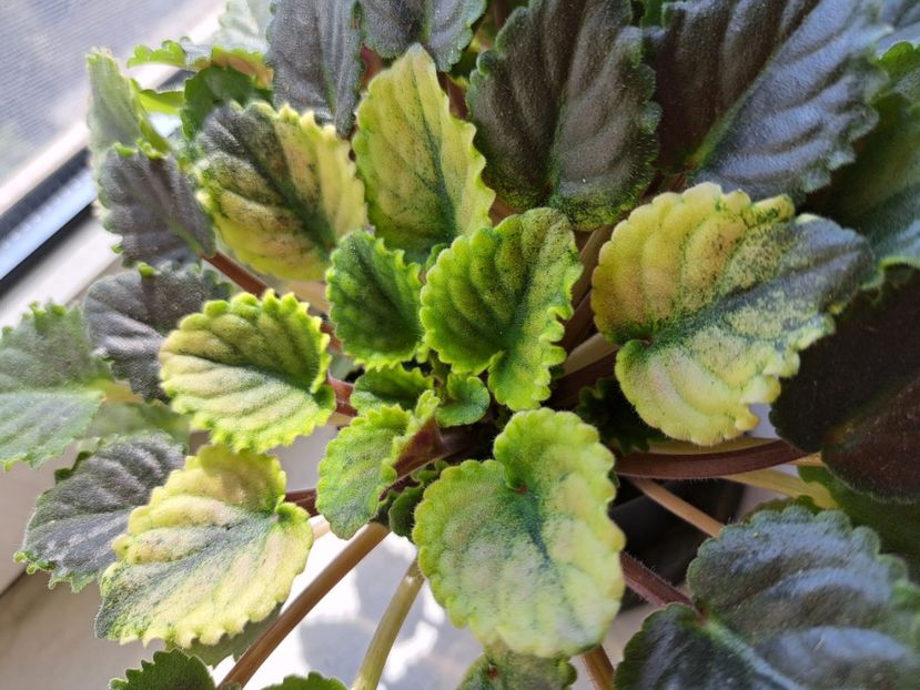  - Violete frunze si rozete