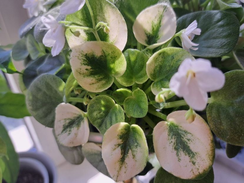  - Violete frunze si rozete