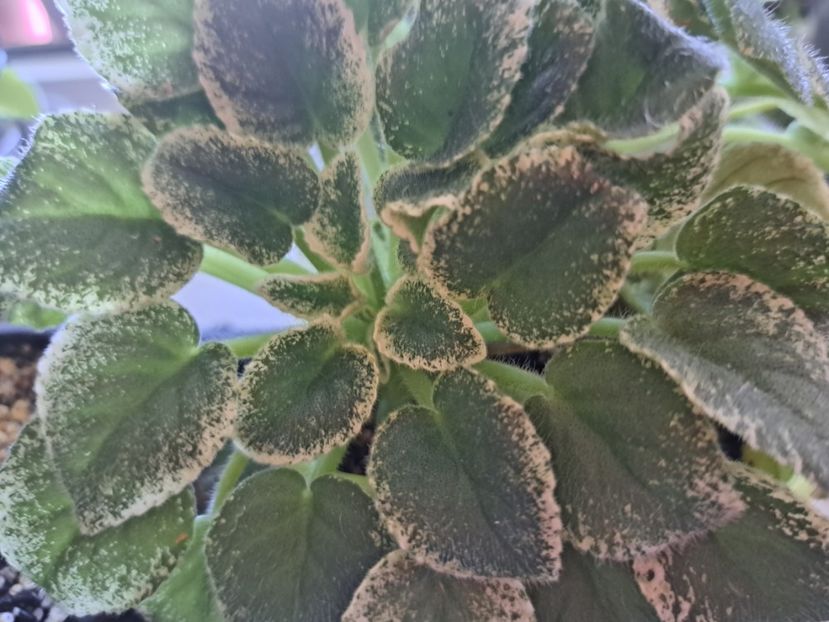  - Violete frunze si rozete