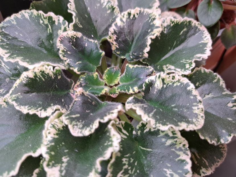  - Violete frunze si rozete