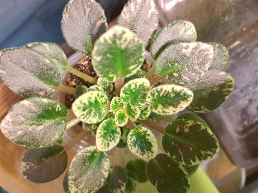  - Violete frunze si rozete