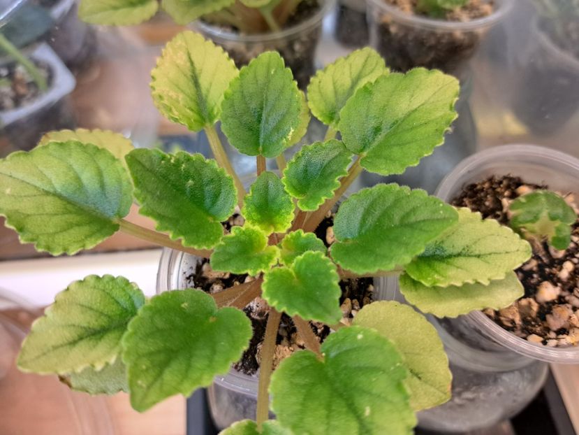  - Violete frunze si rozete