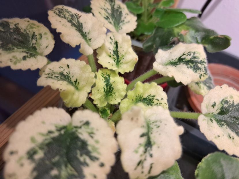  - Violete frunze si rozete